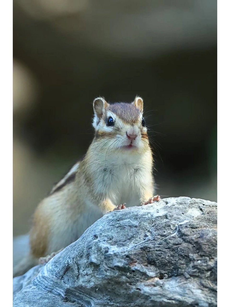 花栗鼠(学名:tamias,别称:金花鼠),松鼠科花栗鼠属动物