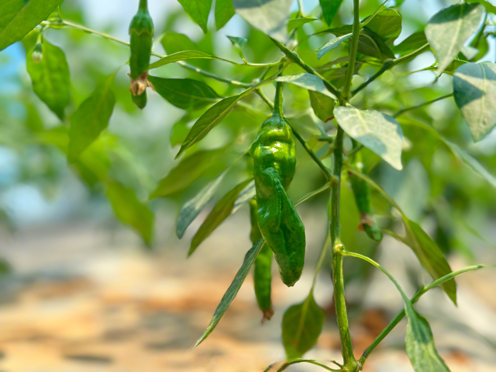 头茬樟树港辣椒上市每斤298元#【#首届湖南辣椒文化旅游节岳阳开幕