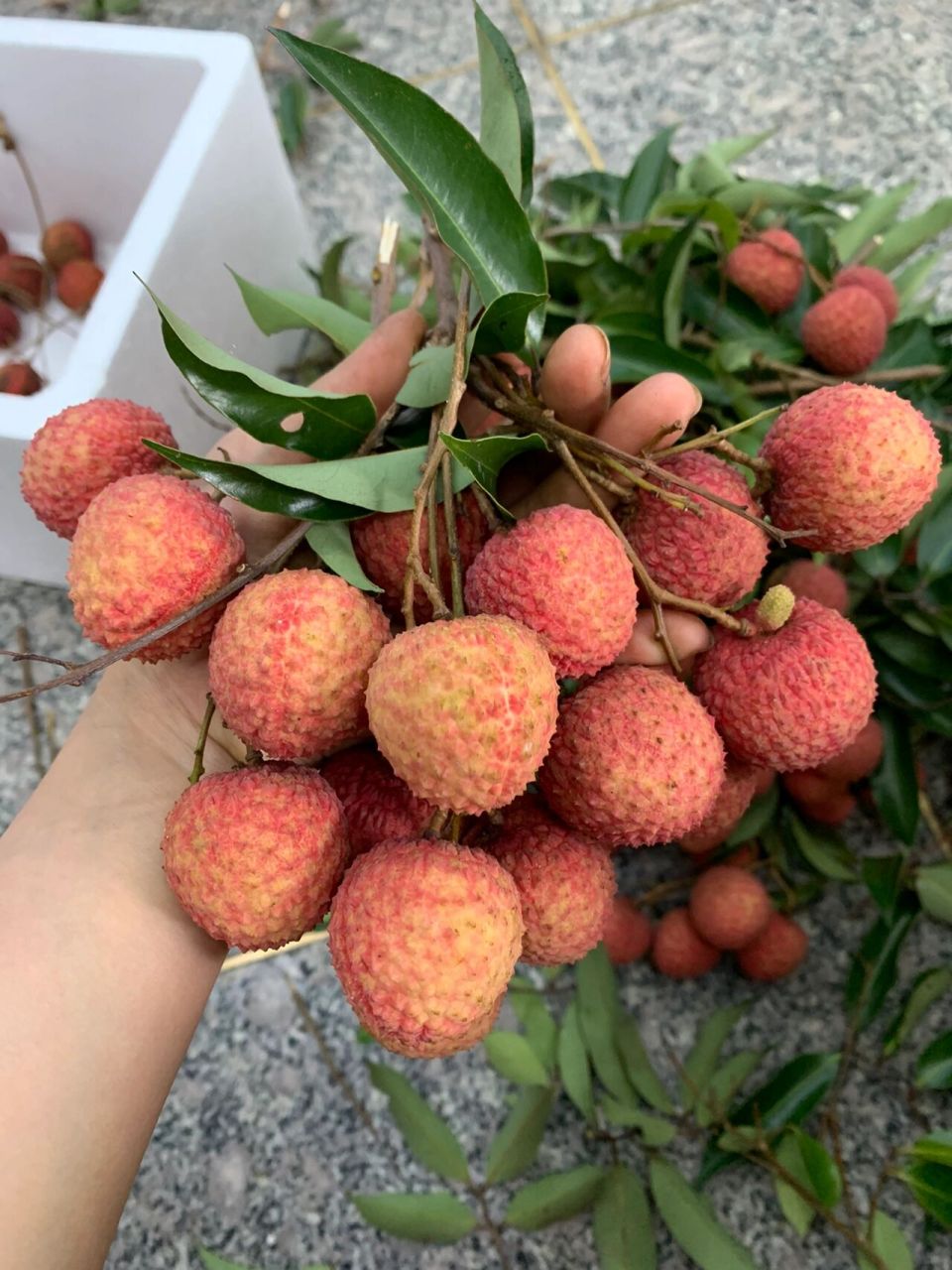 正宗从化温泉鸭头绿桂味荔枝水厅桂味上市 50年树龄鸭头绿桂味荔枝