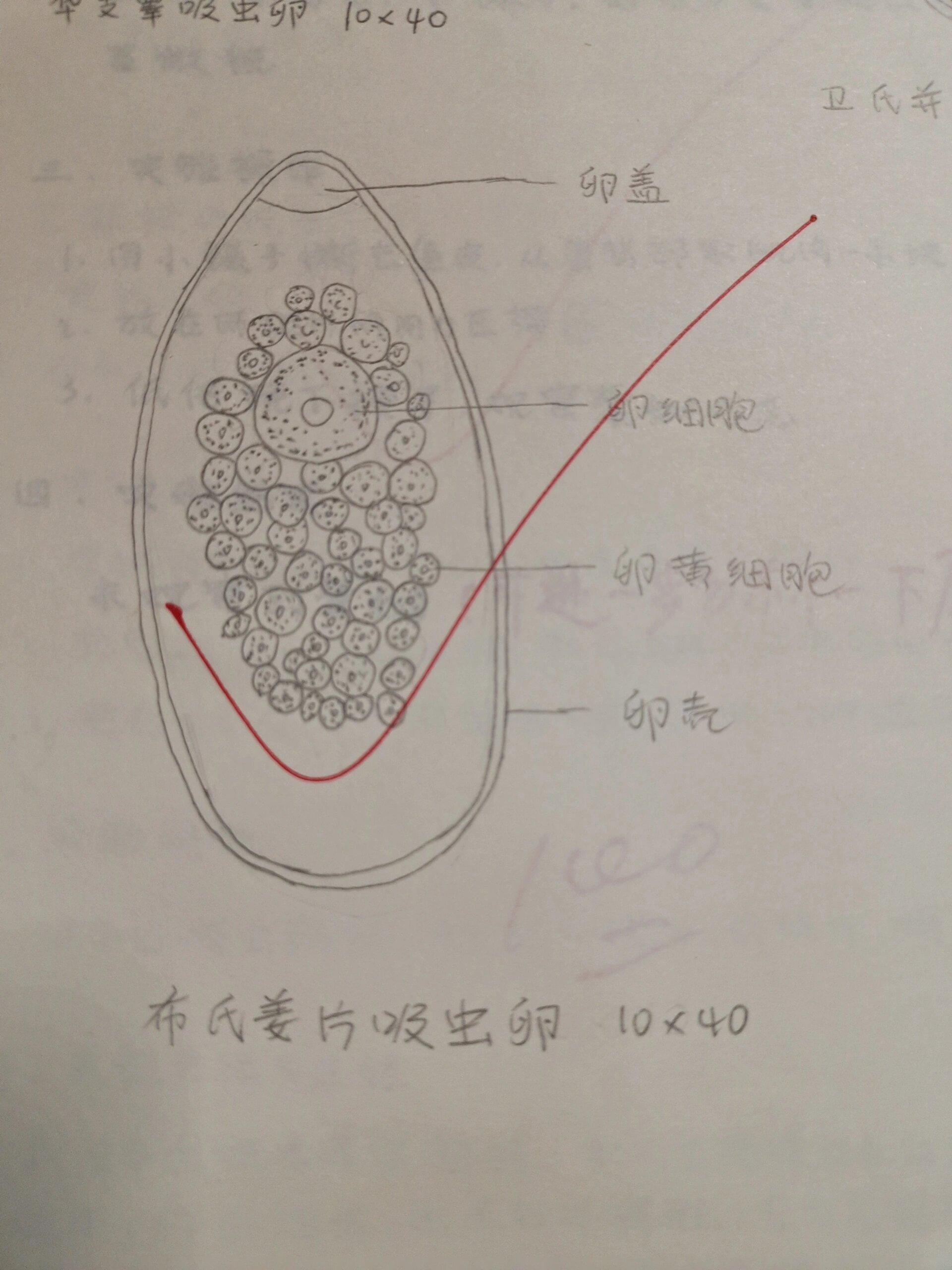 华支睾吸虫卵图片图片