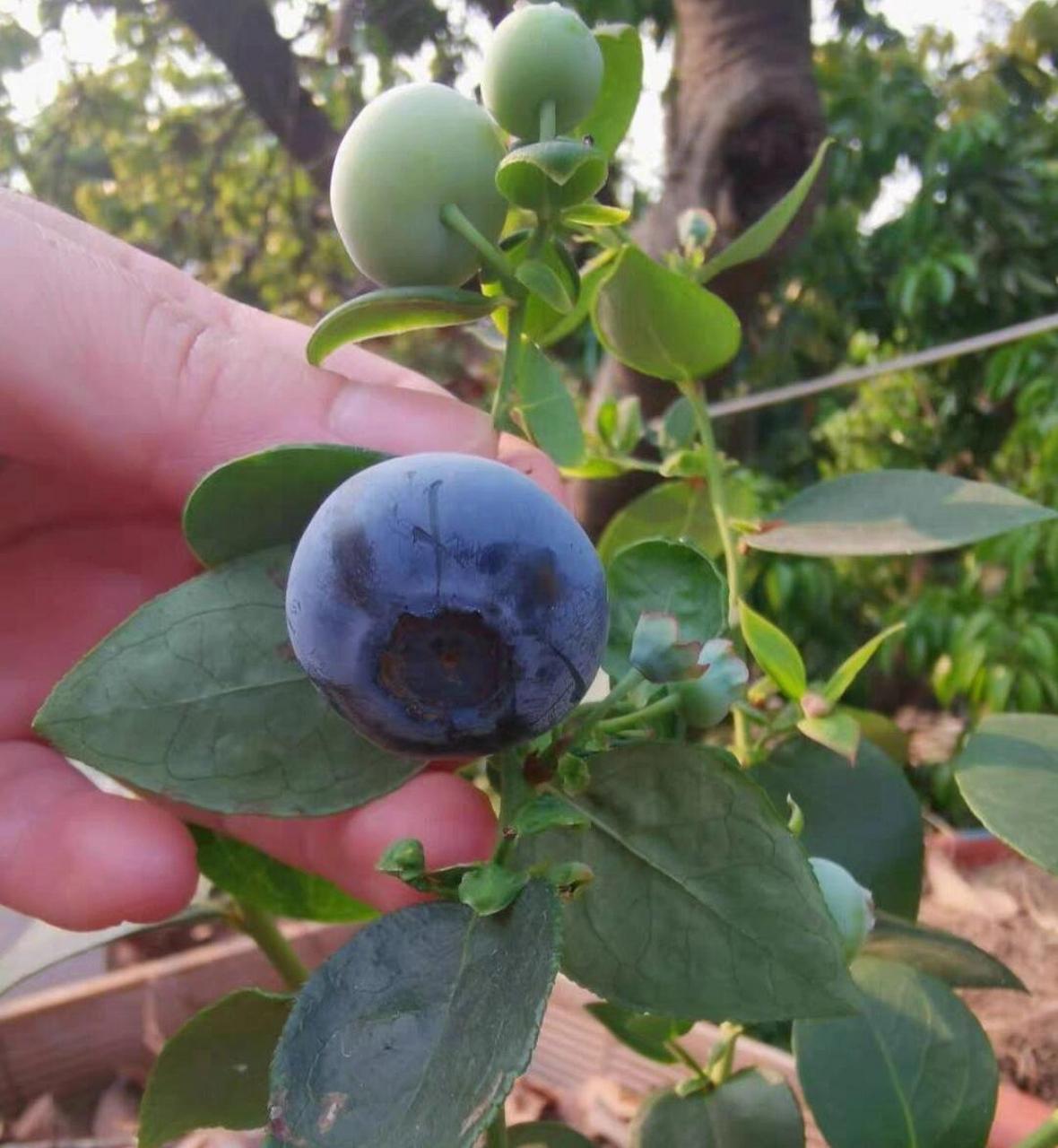 黑珍珠蓝莓需冷量图片