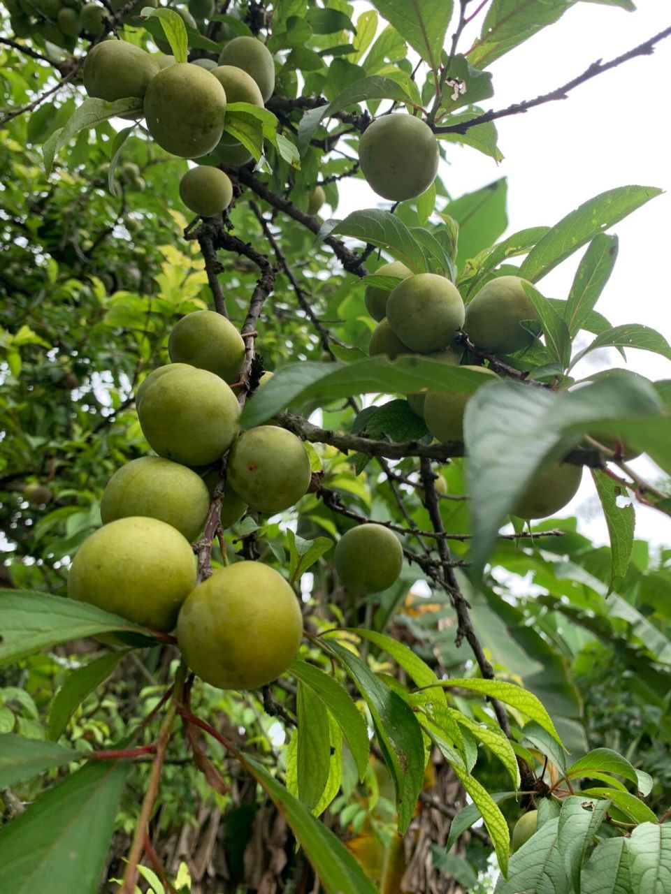 正宗江安脱骨蜂糖李,17年老树~ 四川江安李,正宗的脱骨蜂糖李,脆甜多