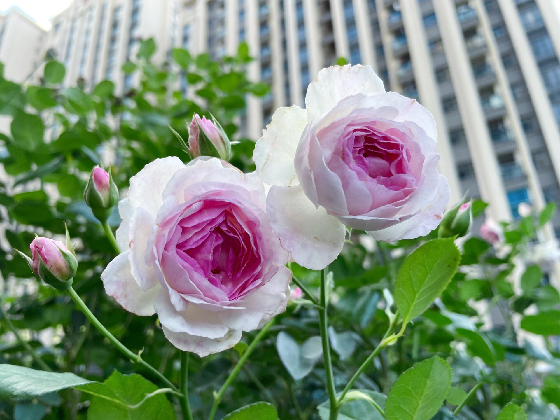 伪装成仙女的金刚芭比 维萨里月季 维萨里月季,第一年种的时候几乎没
