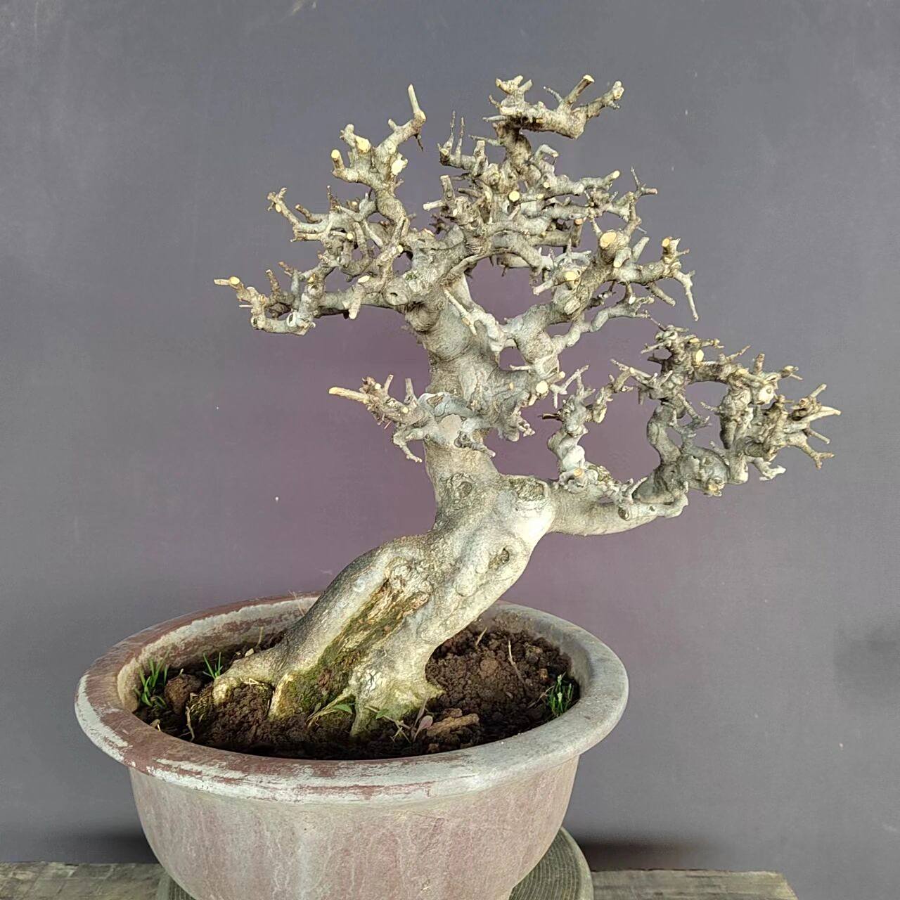 对节白蜡盆景 对节白蜡盆景