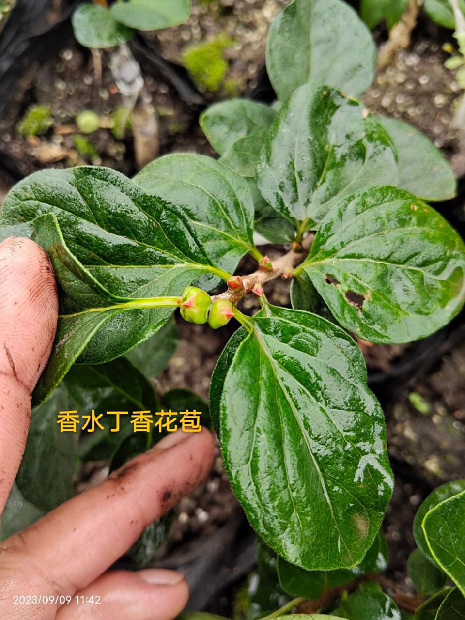 香水丁香是引进比较早的国外丁香品种.