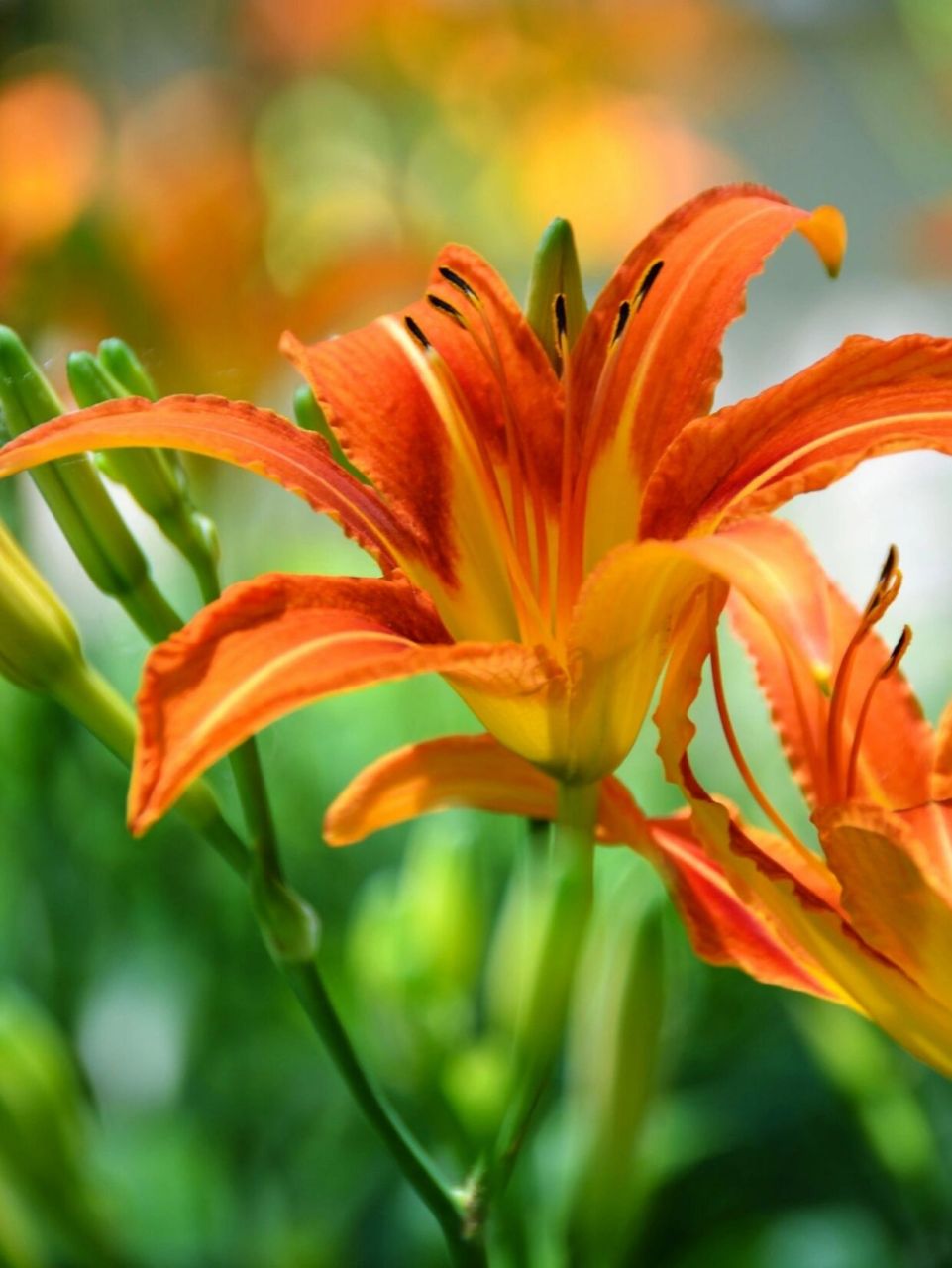 别名:金针菜,鹿葱,川草花,忘郁,丹棘等,摺叶萱草,黄花菜 界:植物界