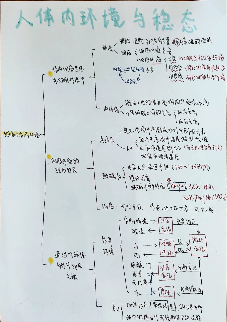 内环境稳态知识框架图图片