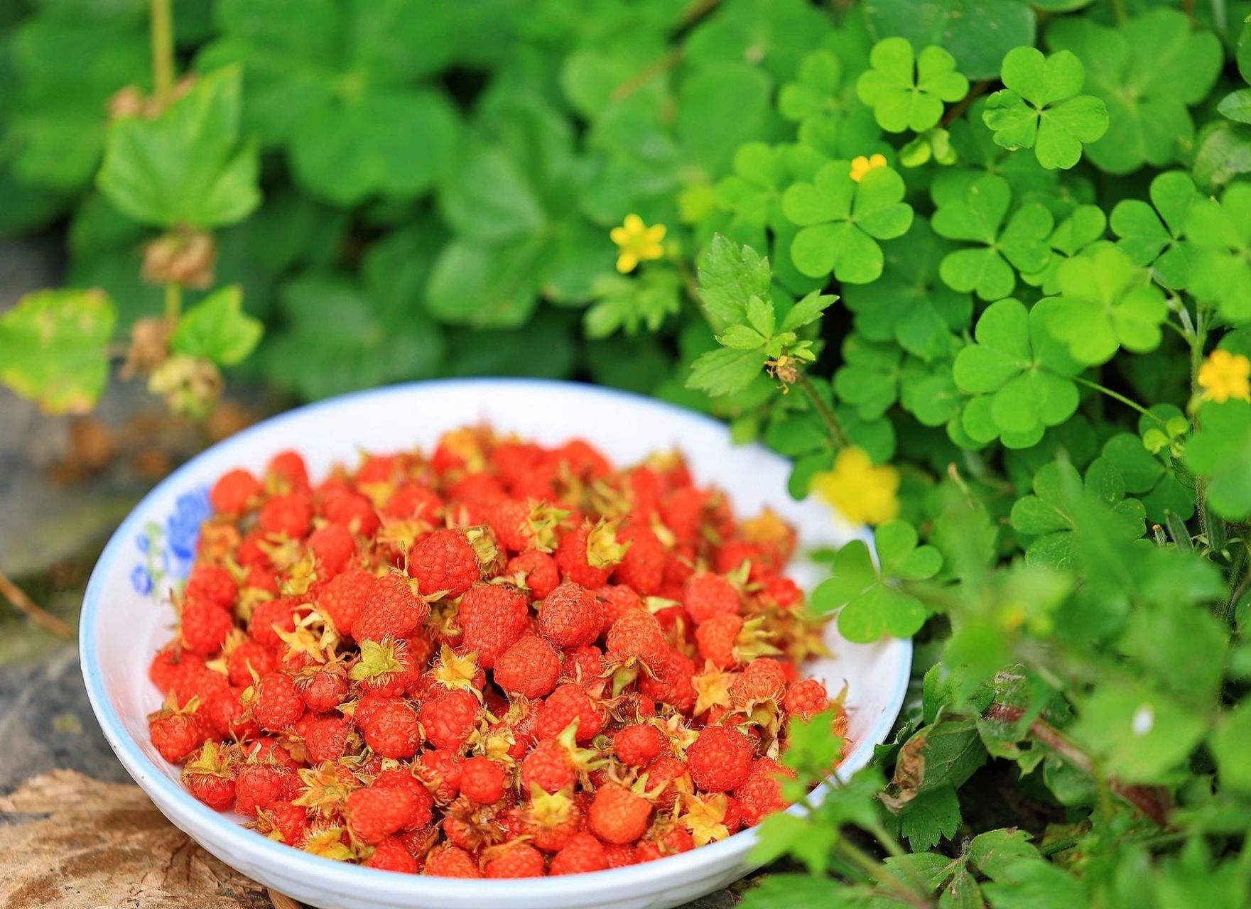 成都周边发现一片野树莓,没带篮子……02 徒步路边,一片一片的野生