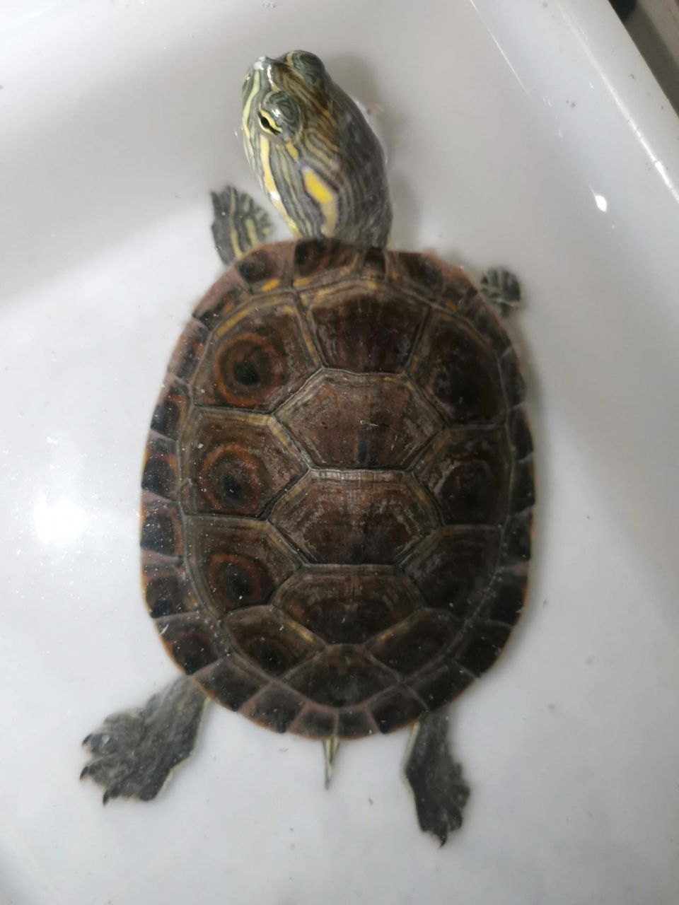 养了半年的小甜甜圈龟刚开始被他的颜值略有吸引,半年后让我给养成