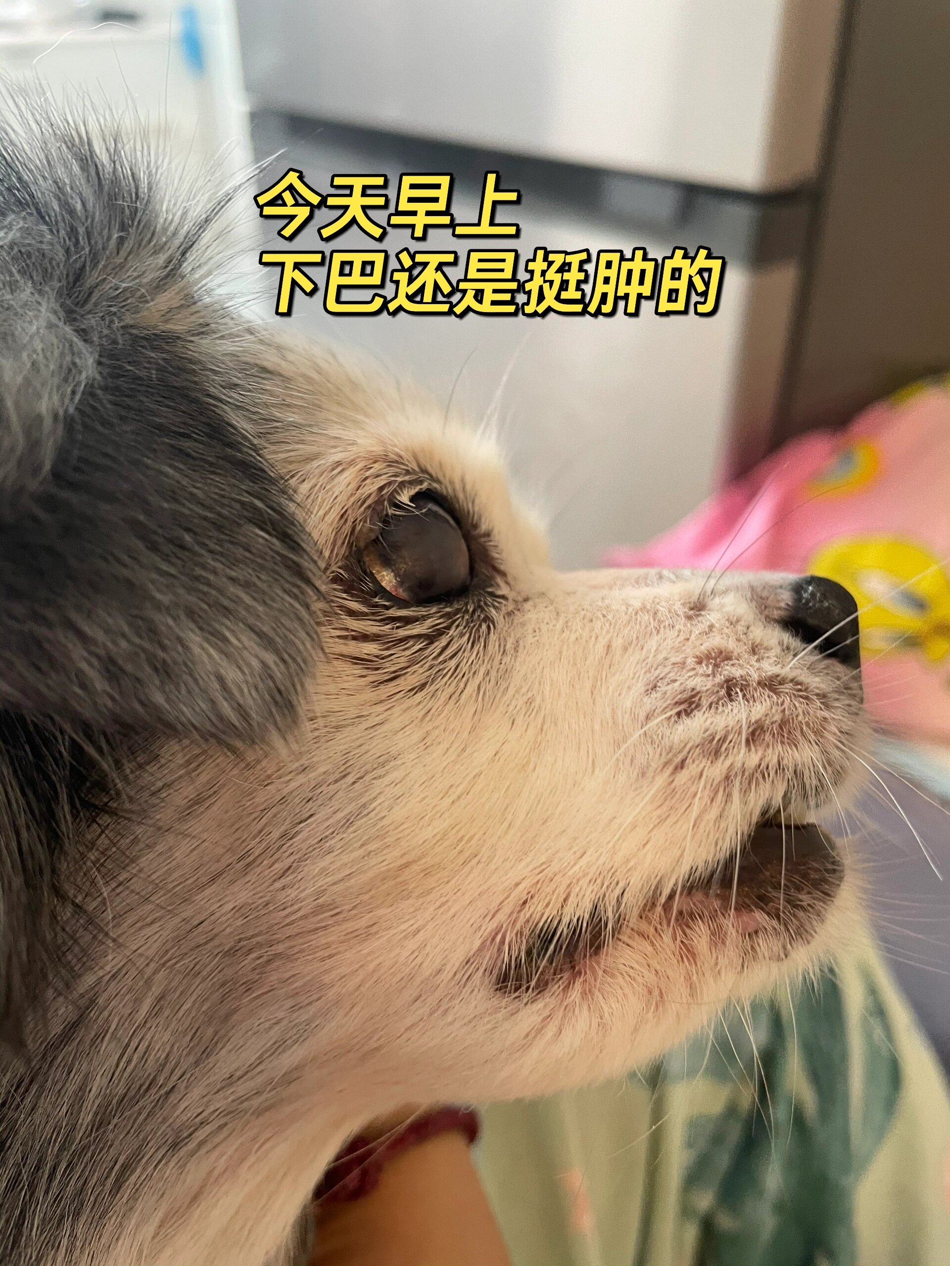 狗狗牙龈炎图片