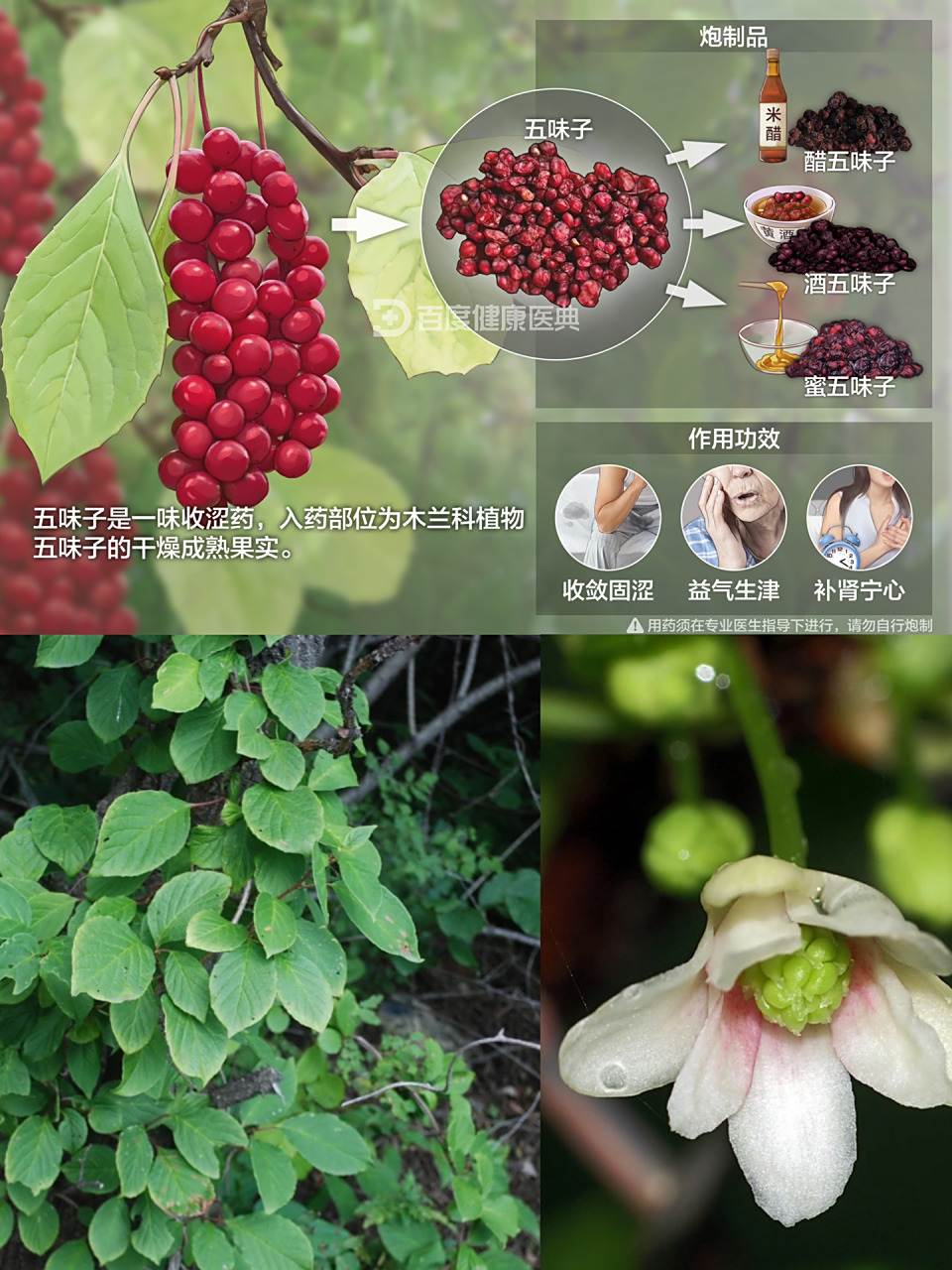 第五十七天:识《五味子》 别名:北五味子,辽五味子,山花椒 五味子是一