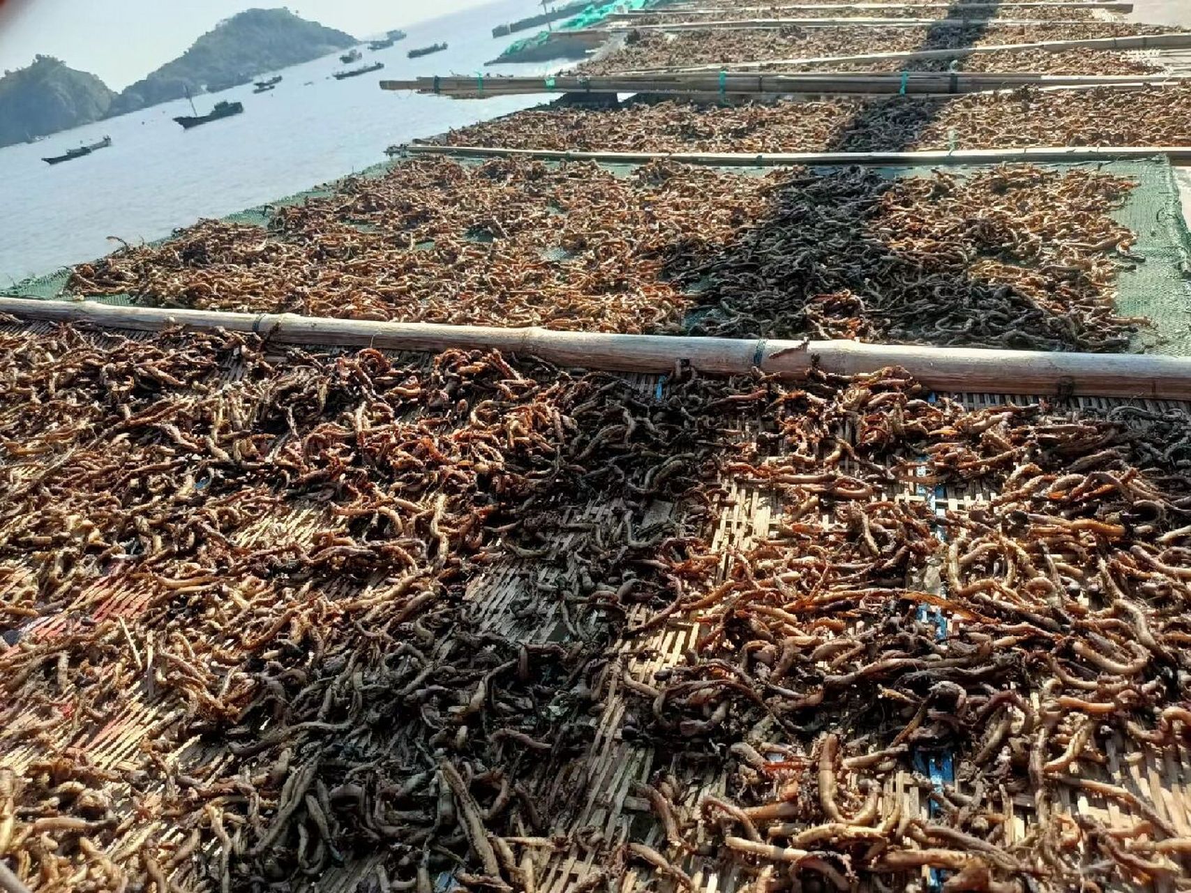 福鼎特产 海蜈蚣顾名思义就是生活在大海中的蜈蚣,通过海蜈蚣图片就会