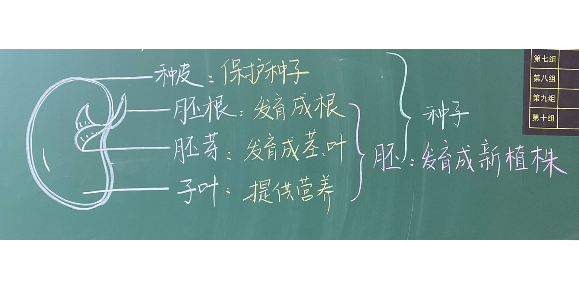 四下 种子里孕育着新生命 部分板书