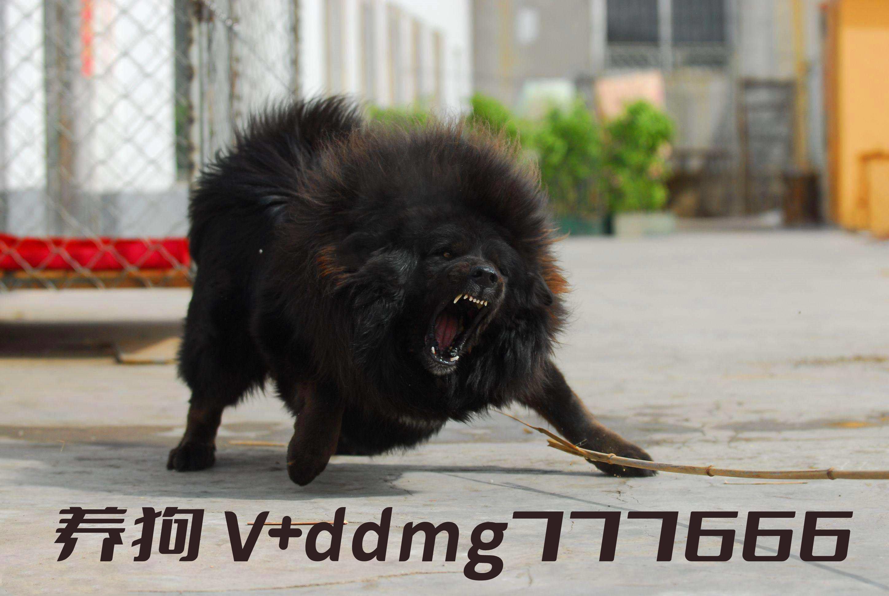 藏獒和野猪哪个厉害