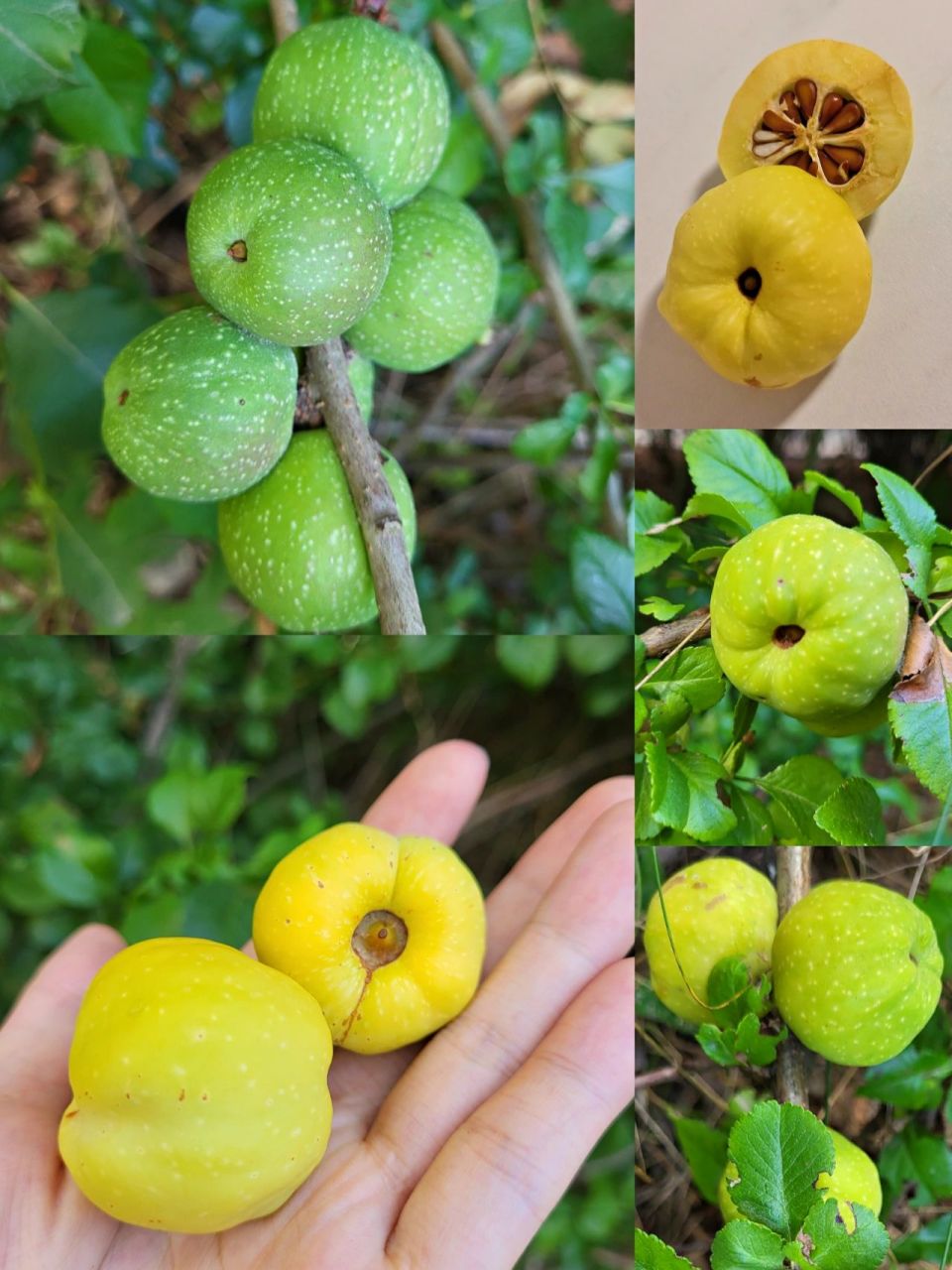 木瓜海棠# 奇特的水果 为蔷薇科木瓜海棠属.