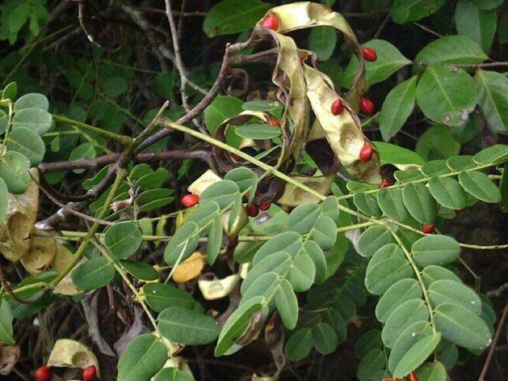 每日一花|鸡母珠 鸡母珠:别称相思子,红珠木,鸡母子等.