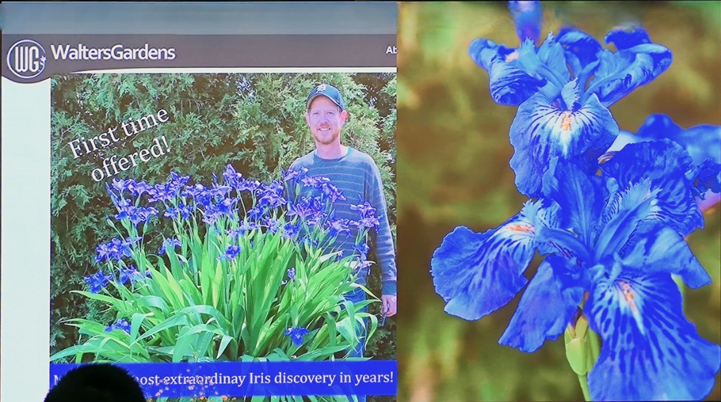 国产鸢尾品种首次走出国门销售#  国产鸢尾品种iris x ampliflor  