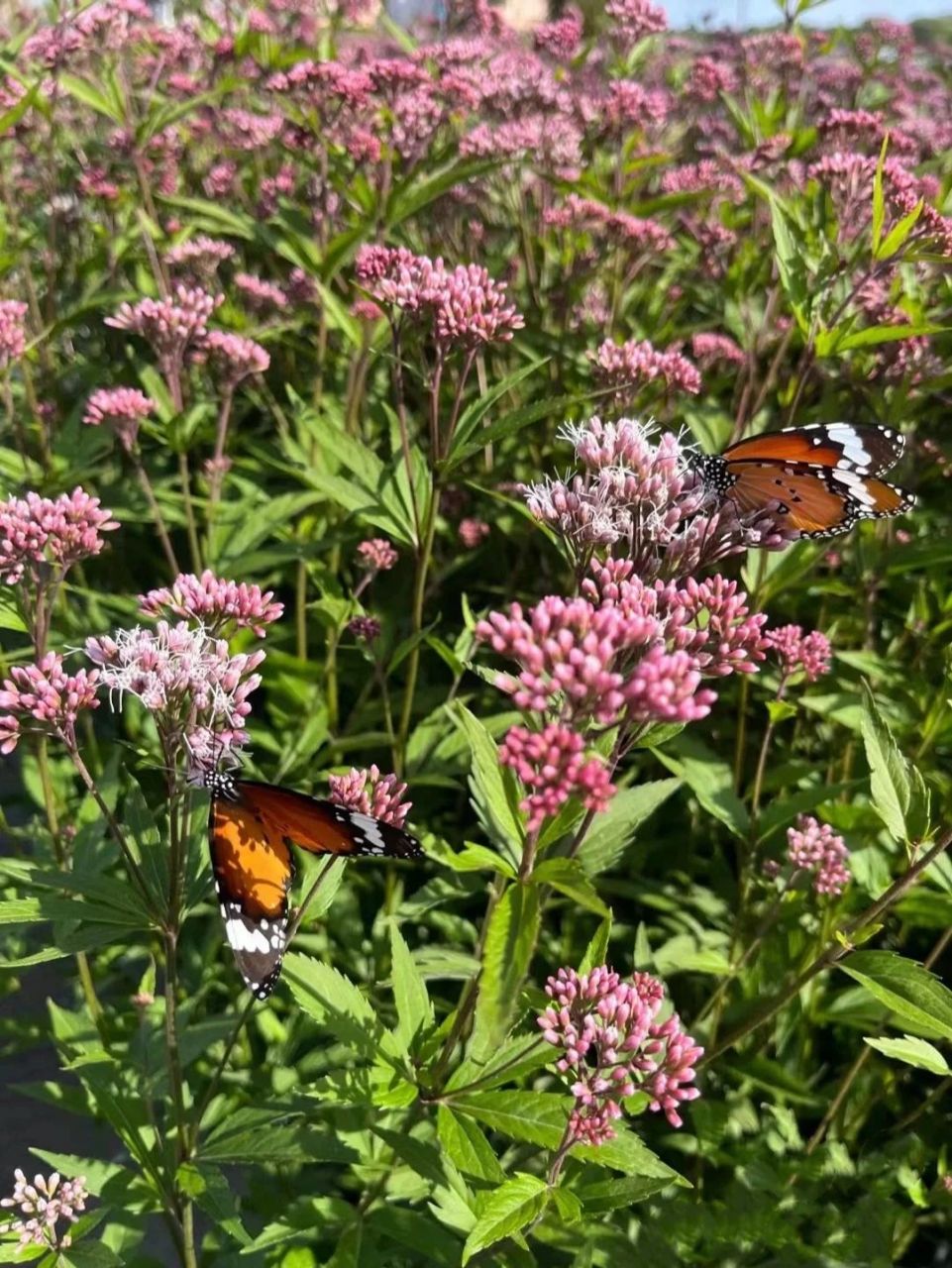 大麻叶泽兰 大麻叶泽兰种是菊科泽兰属的一种植物,eupatorium02