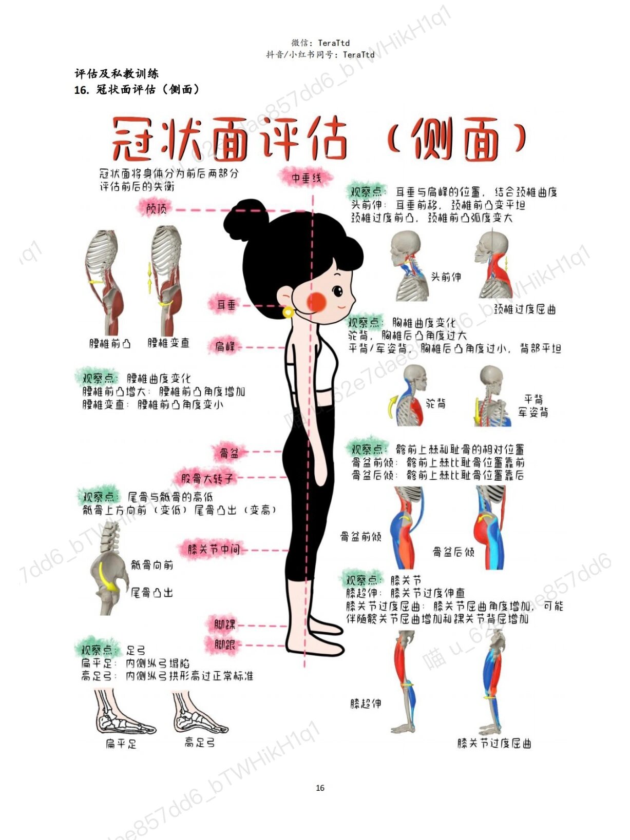 冠状面/矢状面/横断面口诀 (一)人体基本切面: 矢状面:将身体分为左右