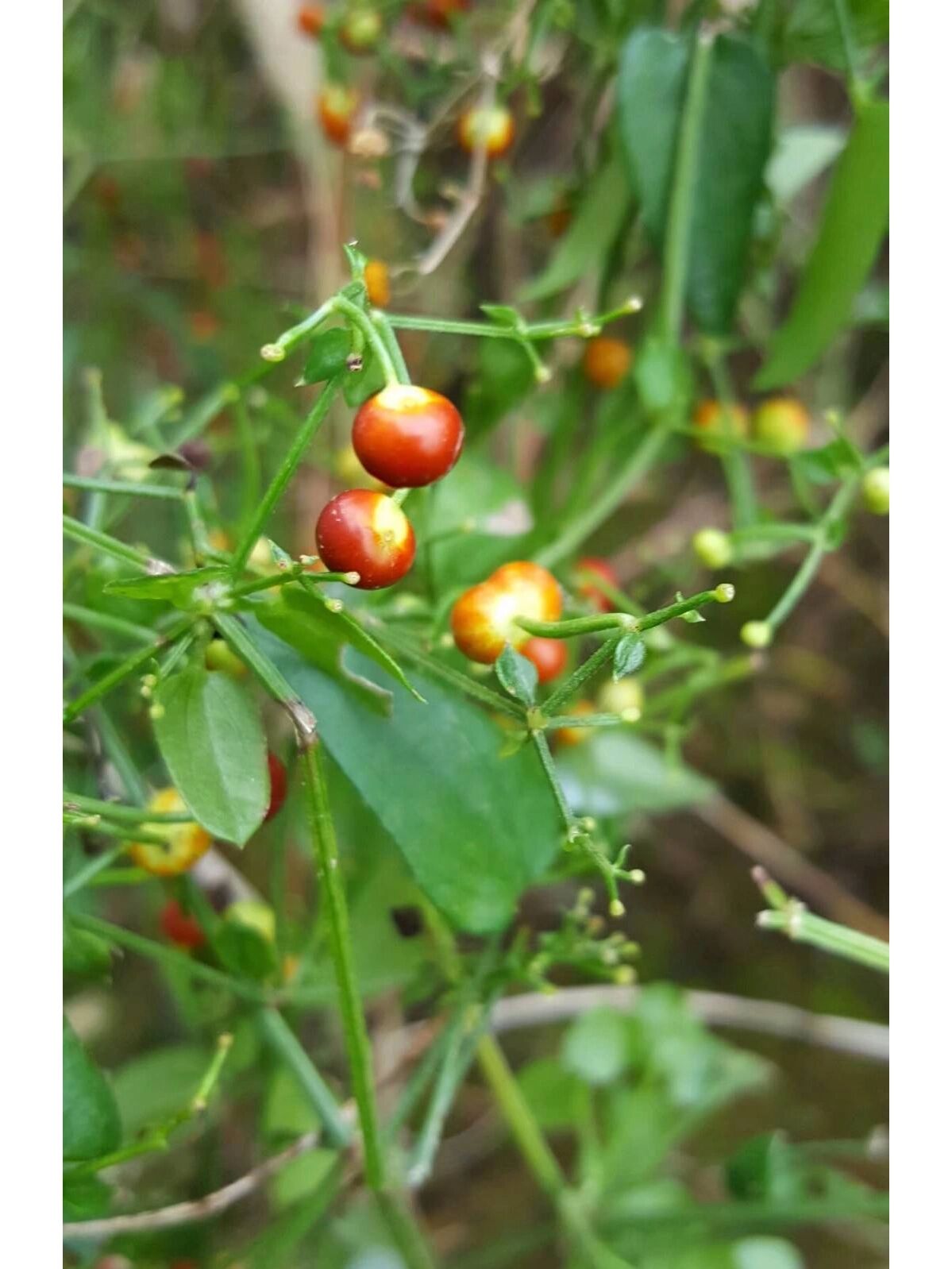 每日认识一味中药—茜草【药用部位】茜草科植物茜草的干燥根及