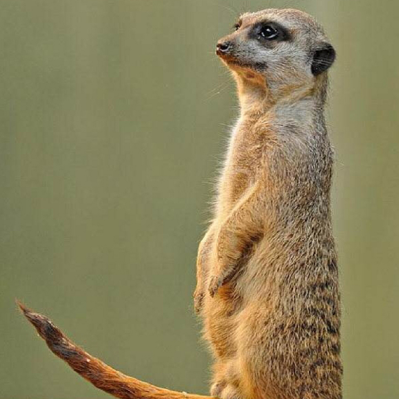 最可爱的哨兵——狐獴  细尾獴也叫 ,站岗放哨就是它们的特性,靠两脚