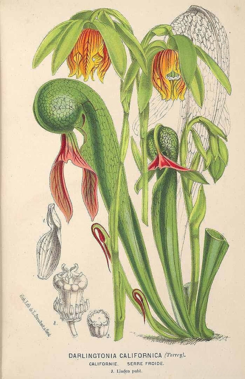 【食肉植物|眼镜蛇草属】[微风]  银镜蛇瓶子草(darlingtonia