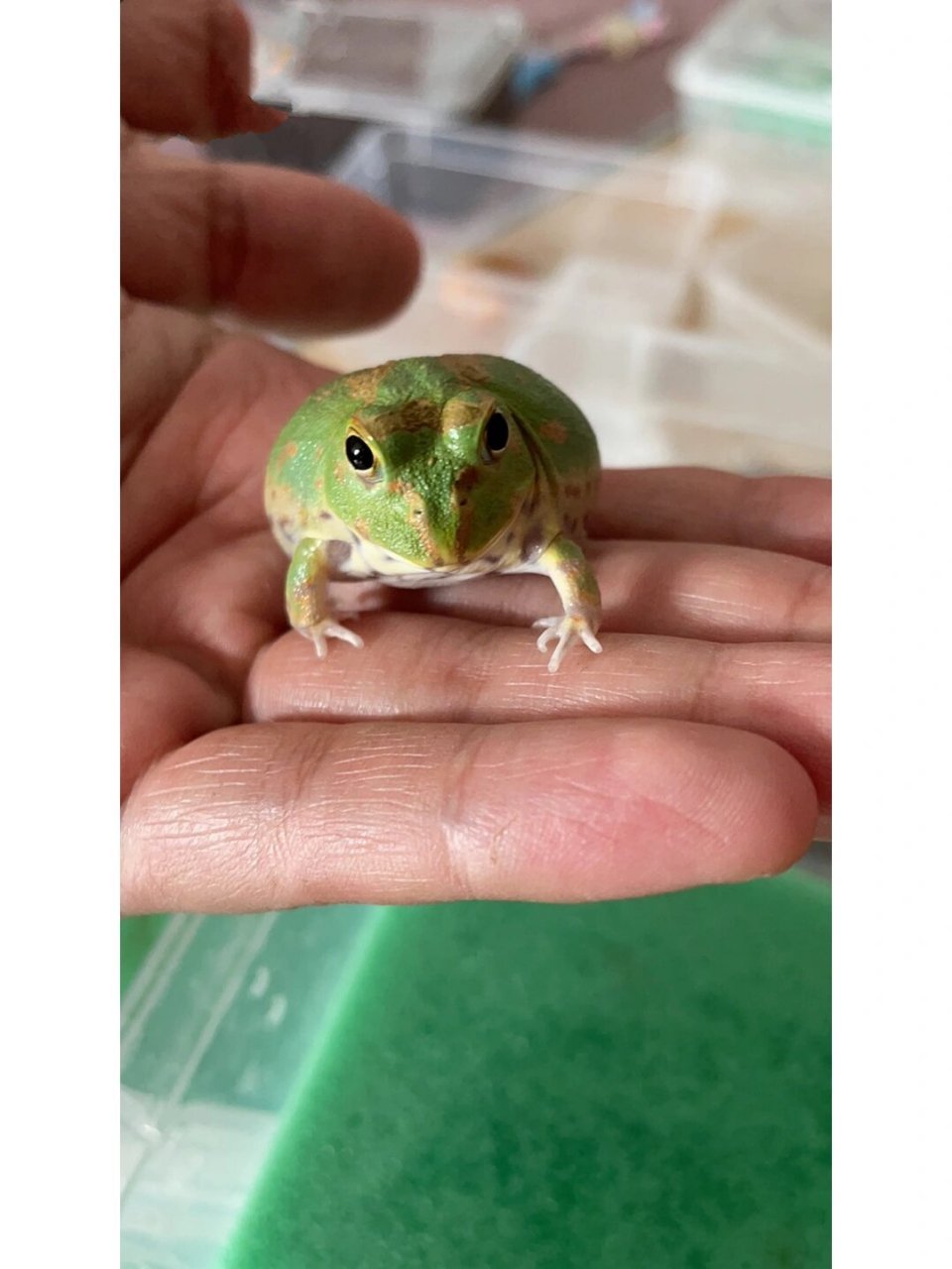 特立独行| 史上最萌的波子角蛙值得入手嘛?