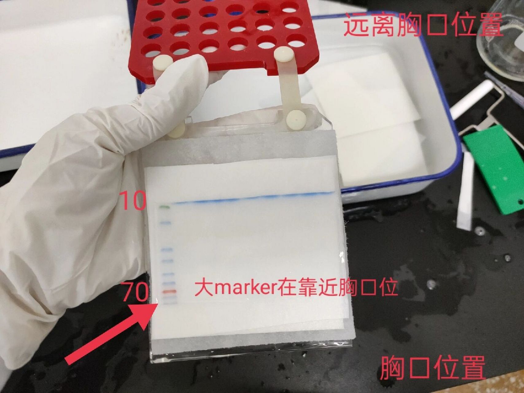 western blot的一些小tips 1.