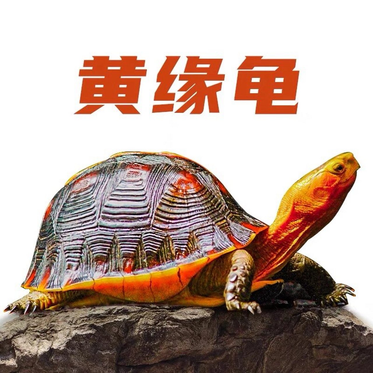 黄缘龟简介 又名黄缘箱龟,黄缘闭壳龟,黄缘闭壳龟和金头龟,中国盒龟等