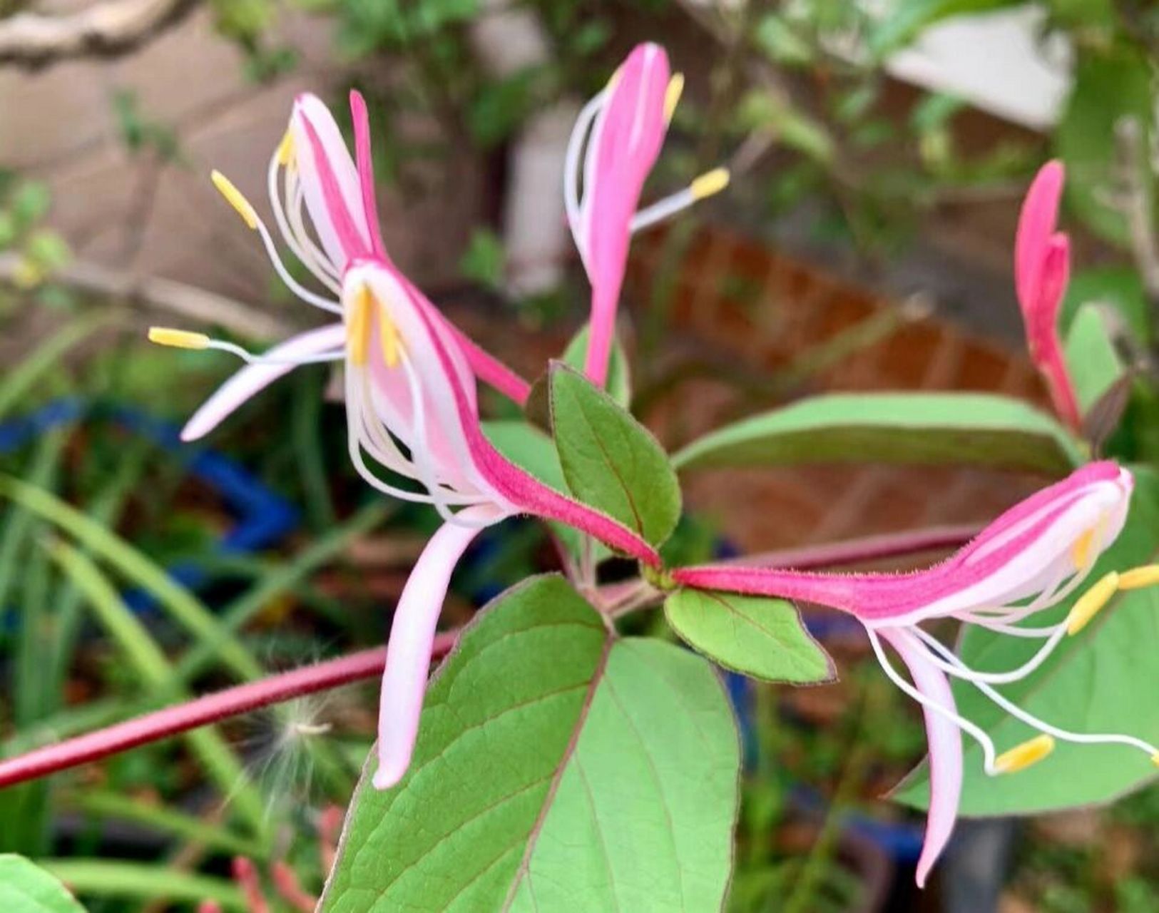 92每日一植物92金银花 别名:忍冬,金银藤,银藤,二色花藤,二宝藤