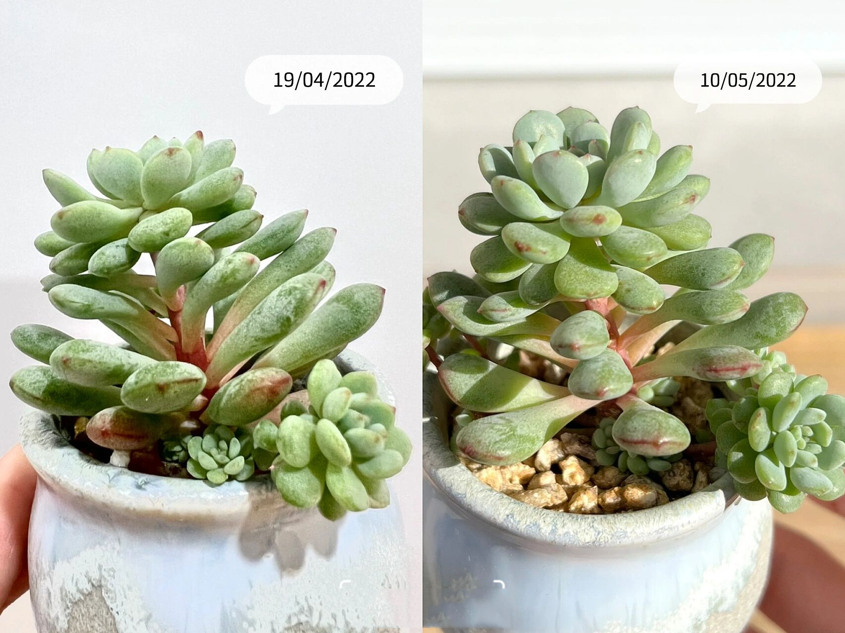 91多肉日记 | 一棵萌豆的前世今生99 这棵萌豆是今年重回肉坑入的