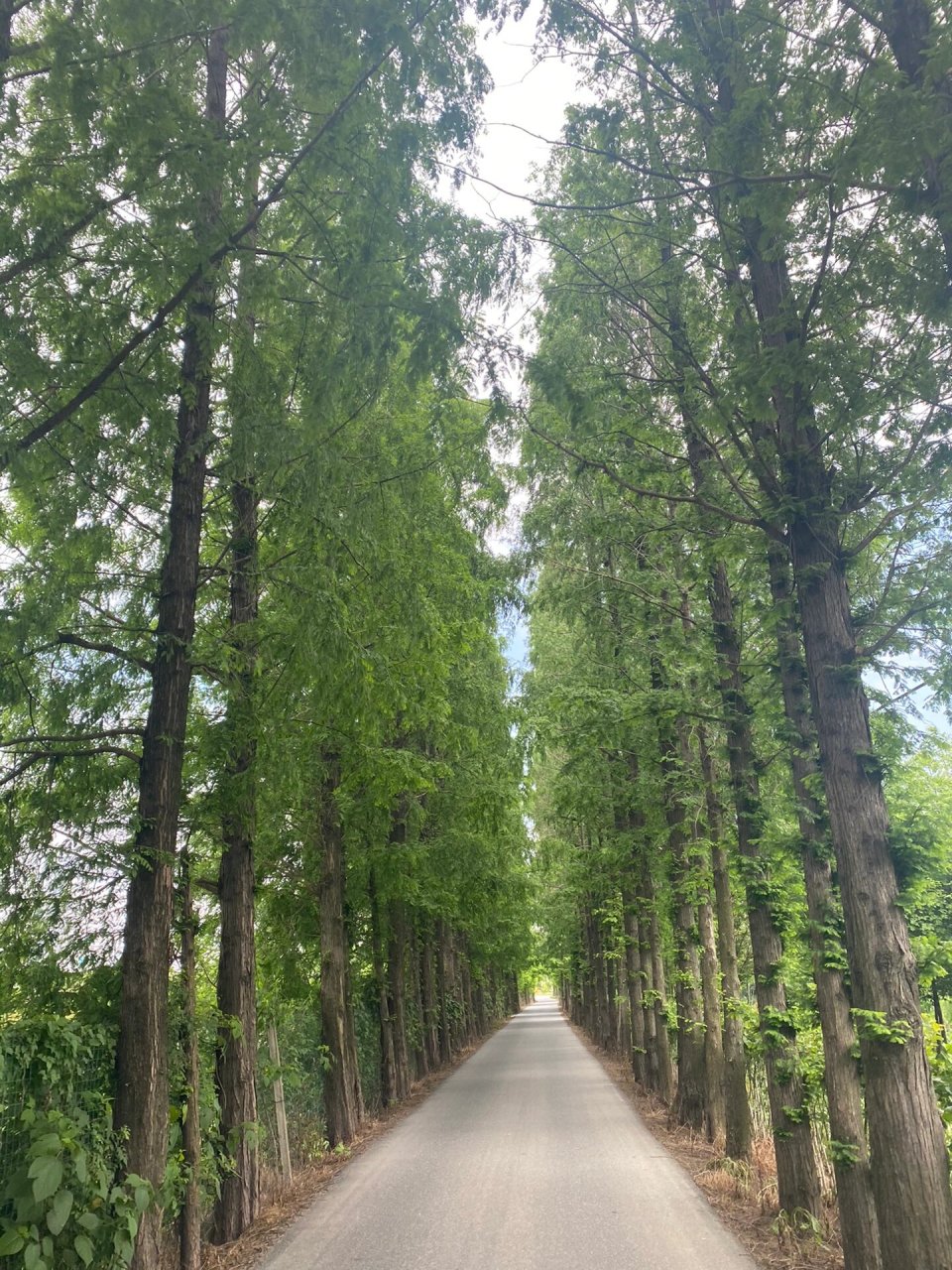 今日徒步江南水乡第一浜|鸽子浜森利园 99位置在桐乡市崇福镇东安村