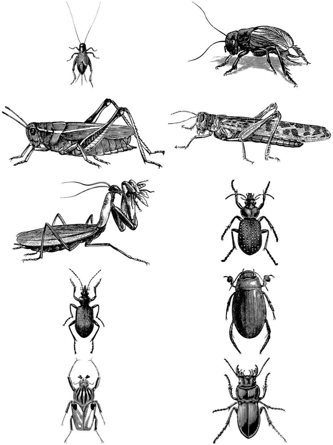 素描昆虫蝴蝶蜘蛛蜻蜓素材图