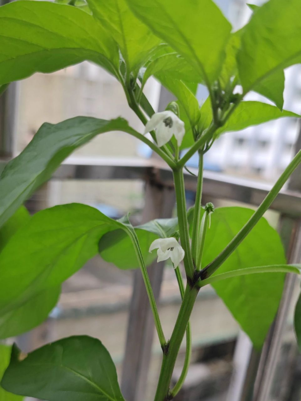 辣椒开花了,需要注意什么吗?