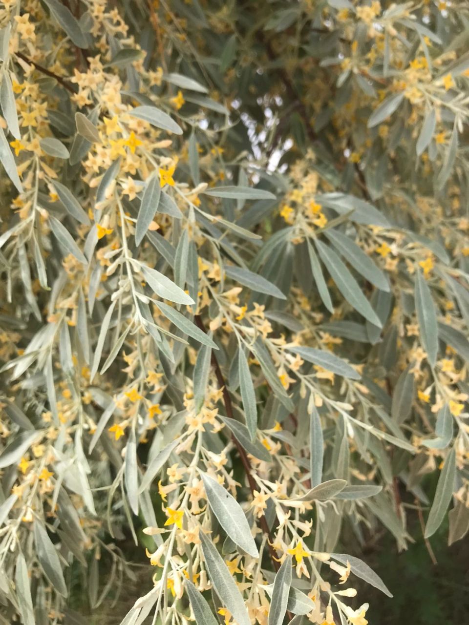 新疆沙枣树 5月啥沙枣花盛开,花香四溢! 独特的味道