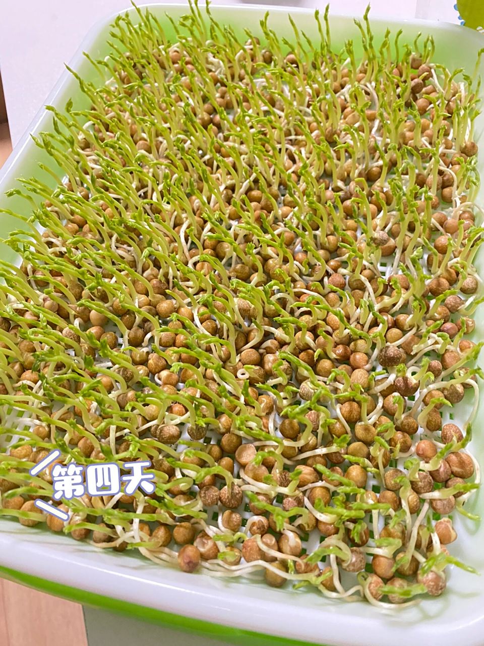 芽苗菜成长记录 第一次尝试水培芽苗菜,图中麻豌豆坐标广州1周收获
