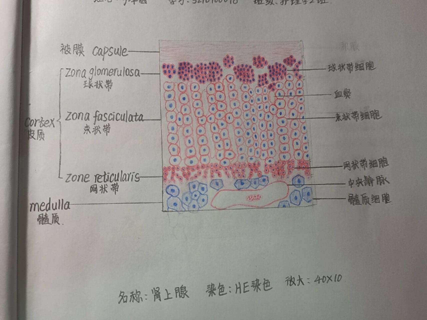 组胚手绘图.p1:肾上腺  p3:表皮  组胚