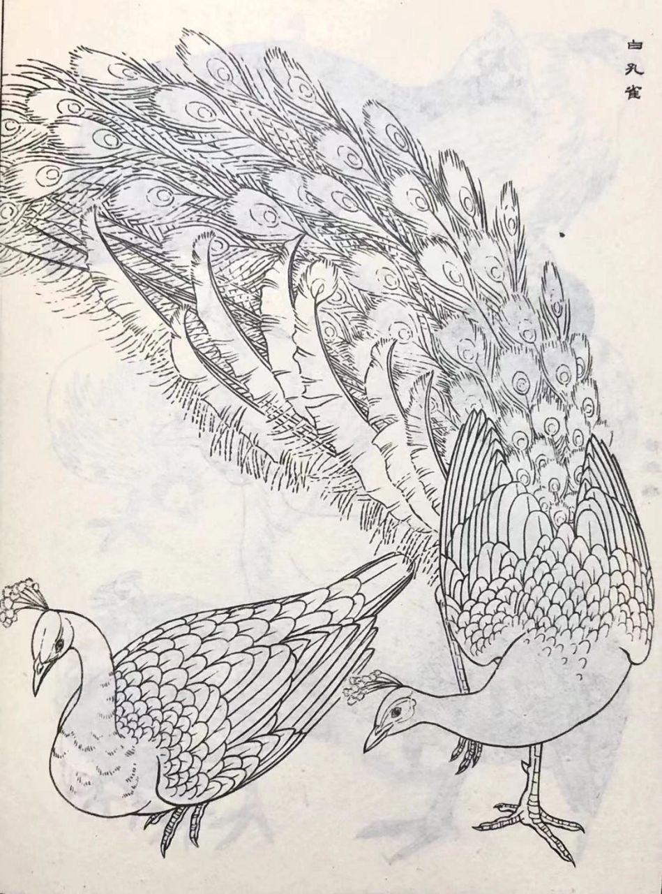 国画必学 白描线稿 花鸟画 孔雀