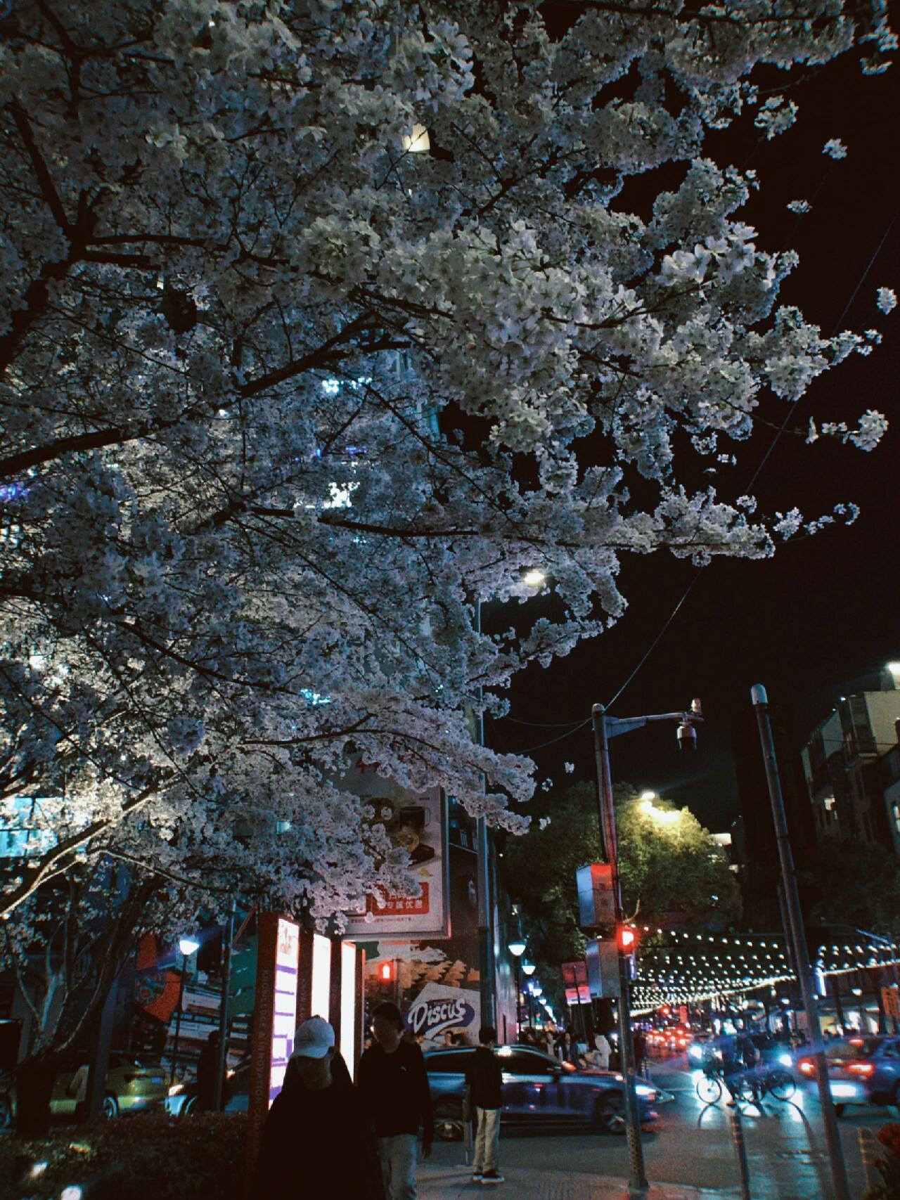 大学路樱花图片