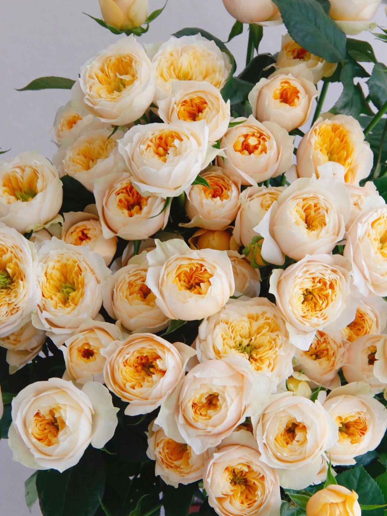 多头黄蝴蝶玫瑰 前一句:哇哦,黄蝴蝶玫瑰,好好看呀 后一句:卧槽,尬多