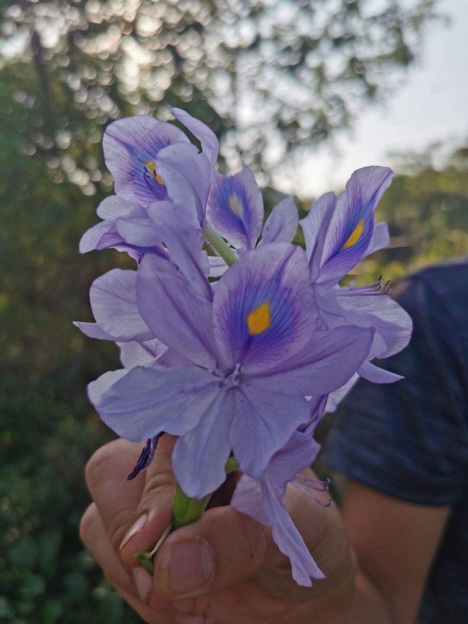 凤眼莲 外来入侵物种水葫芦开出美丽的花