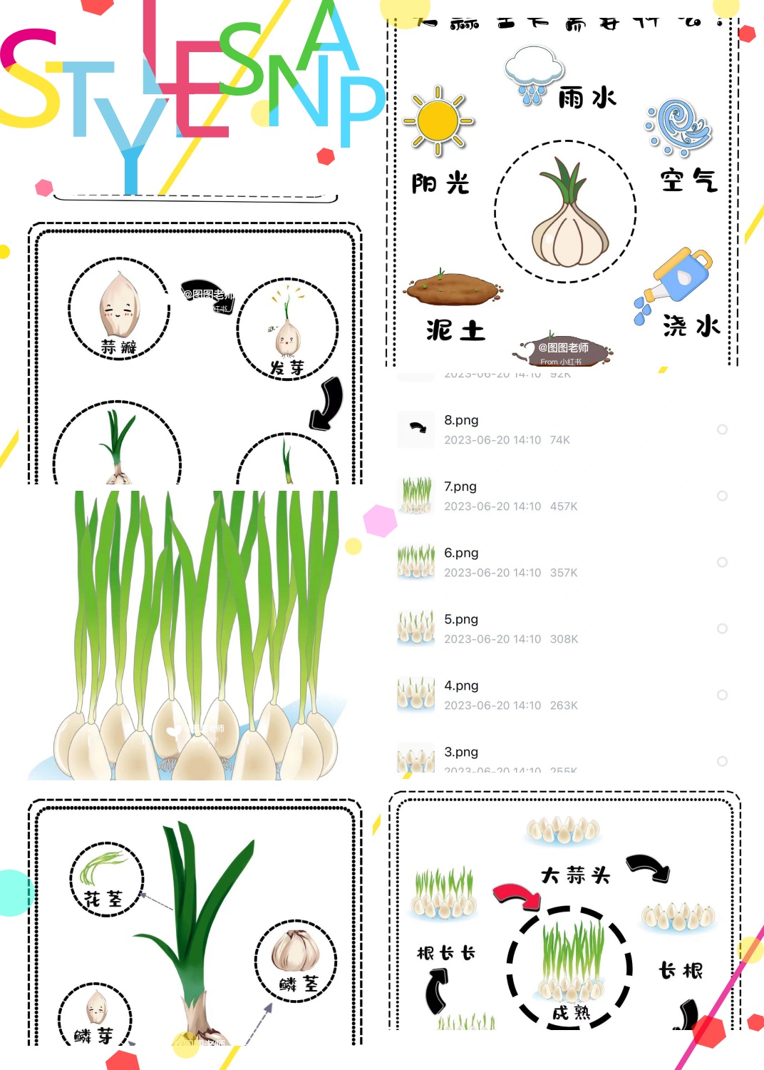观察一种植物(观察一种植物作文300字左右)