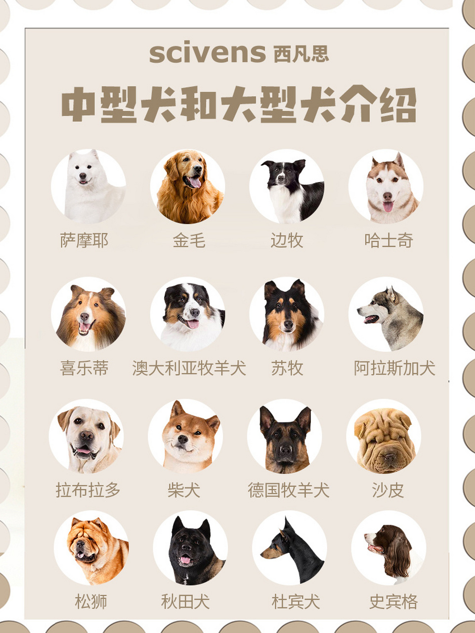 中型犬品种大全 排名图片