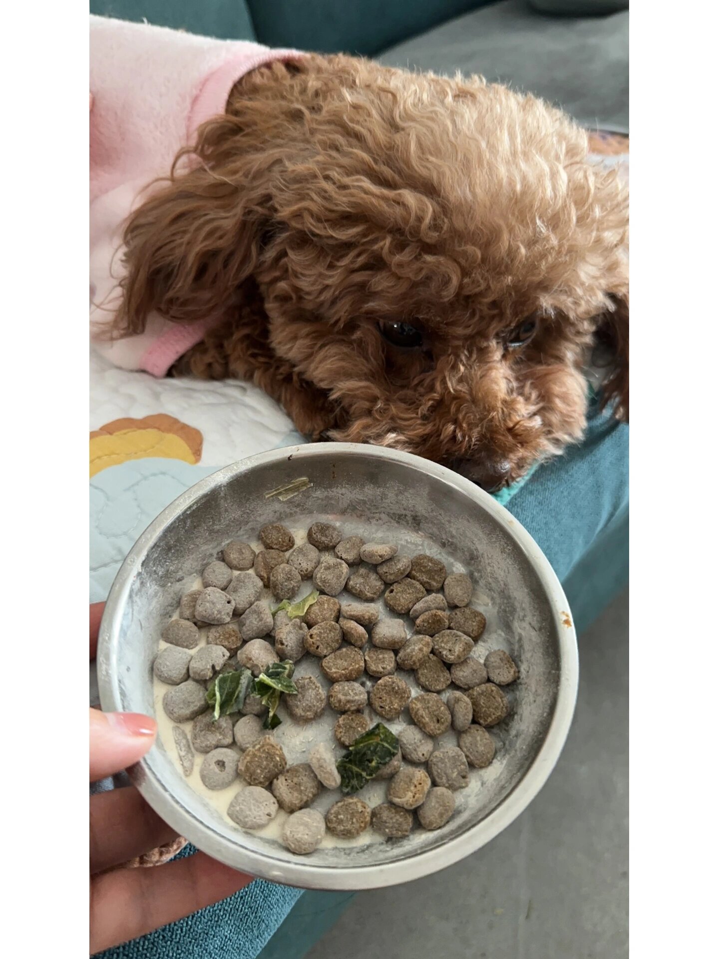 宠物泰迪狗狗突然精神不振 食欲减退不爱动