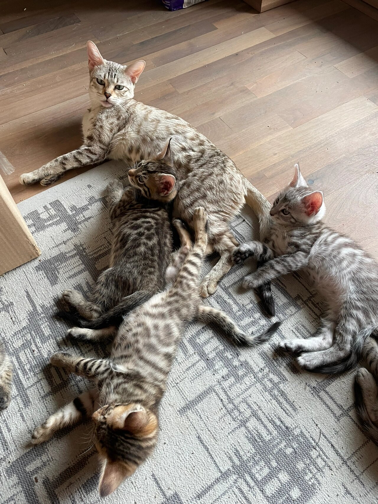 孟加拉豹猫和缅因猫的混血宝宝    爸爸是漂亮的奶油色缅因猫,妈妈是