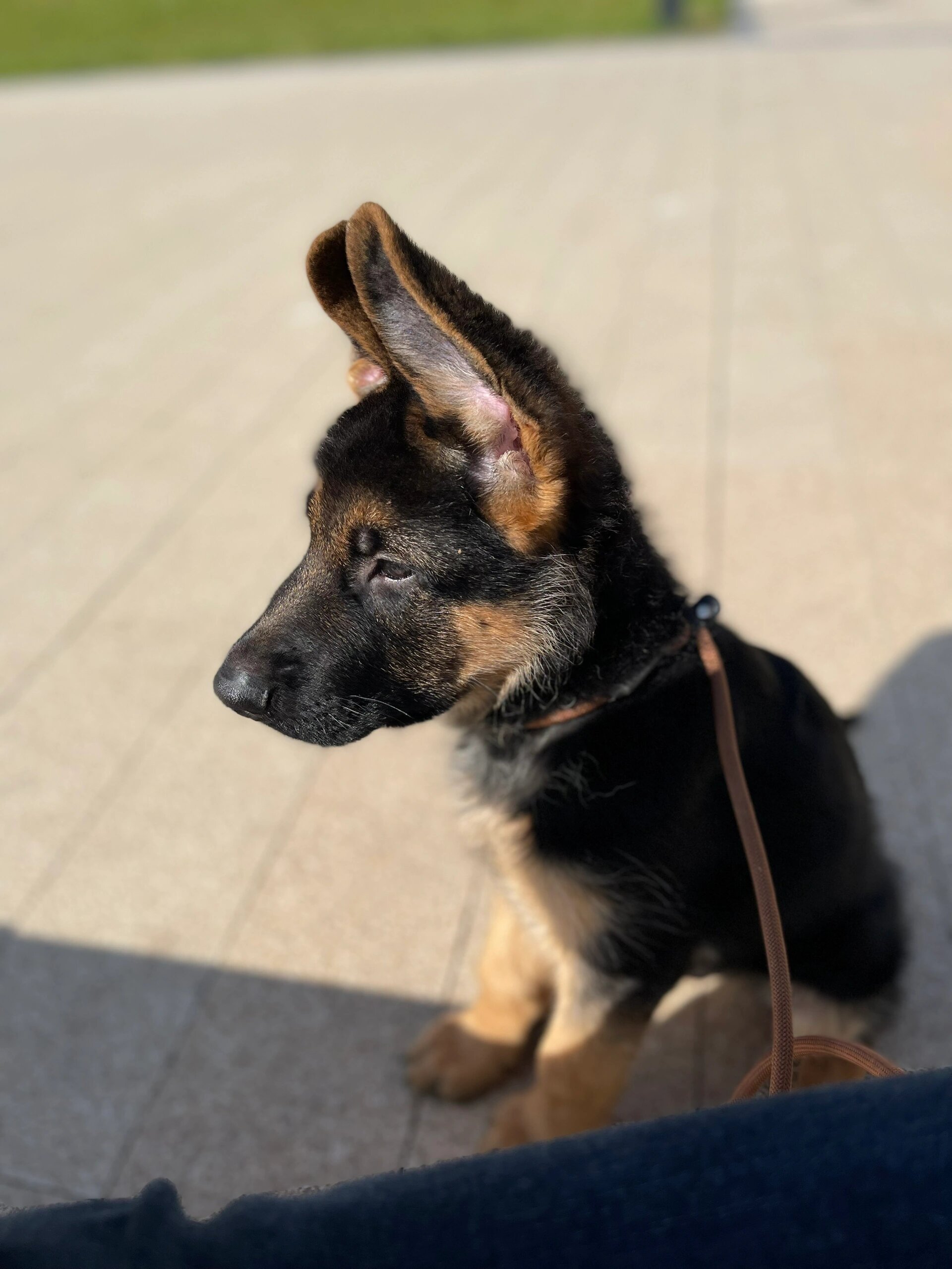 小德牧犬图片 幼犬图片