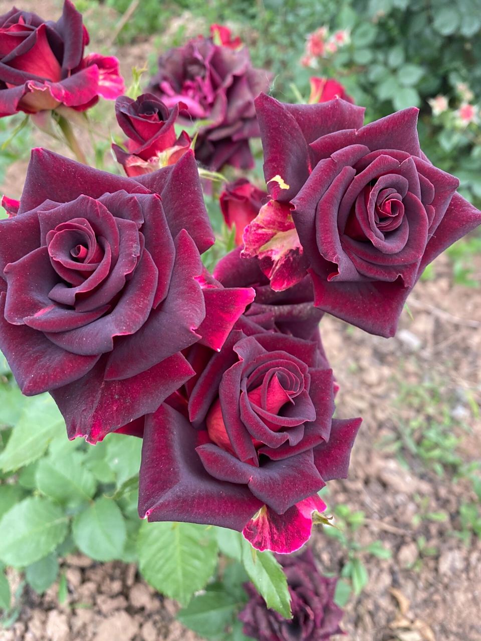 紫罗兰月季 紫罗兰月季是流星雨的一款芽变品种,背面是银黄色,不要再