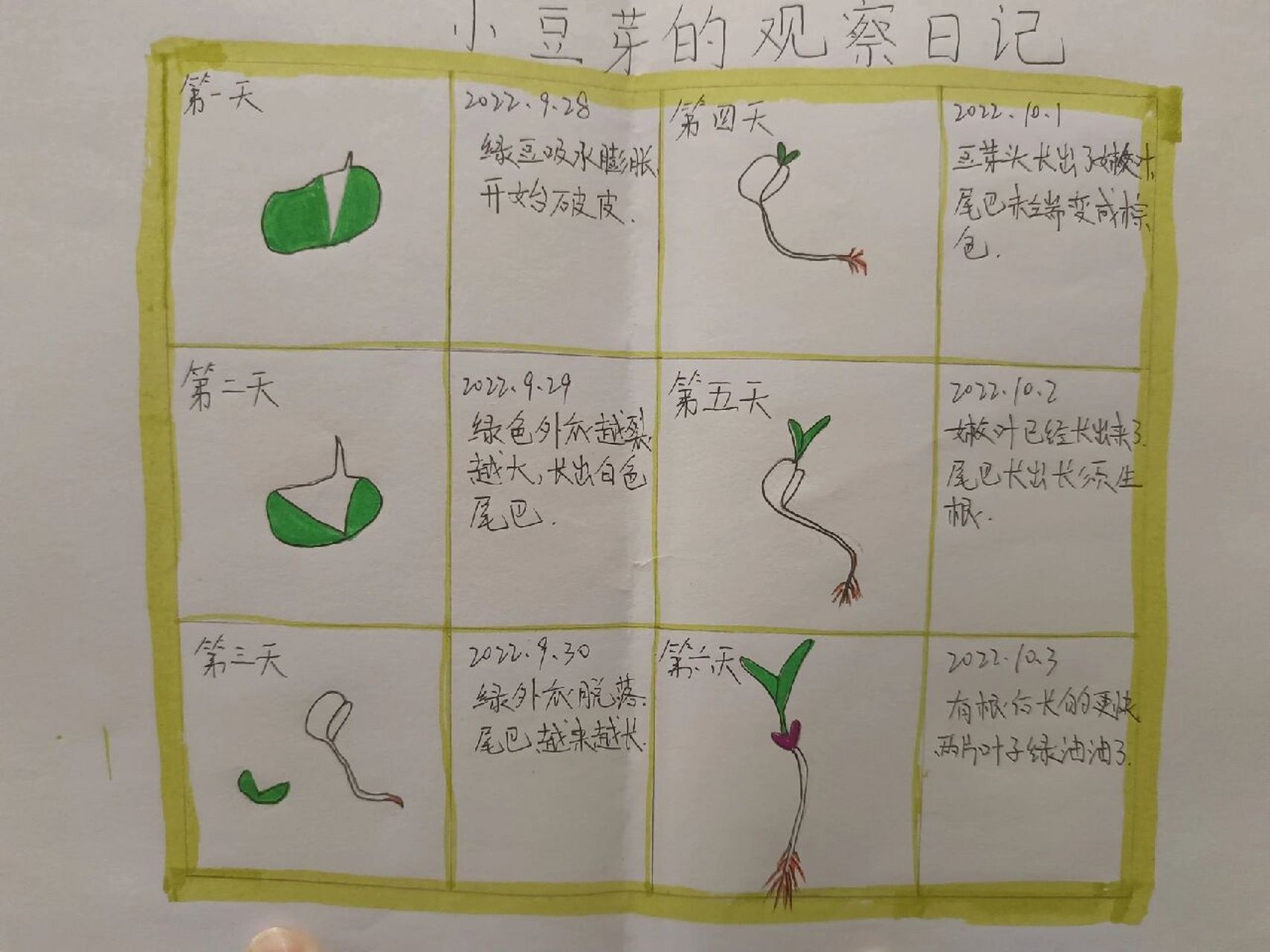 绿豆芽生长过程 日记图片