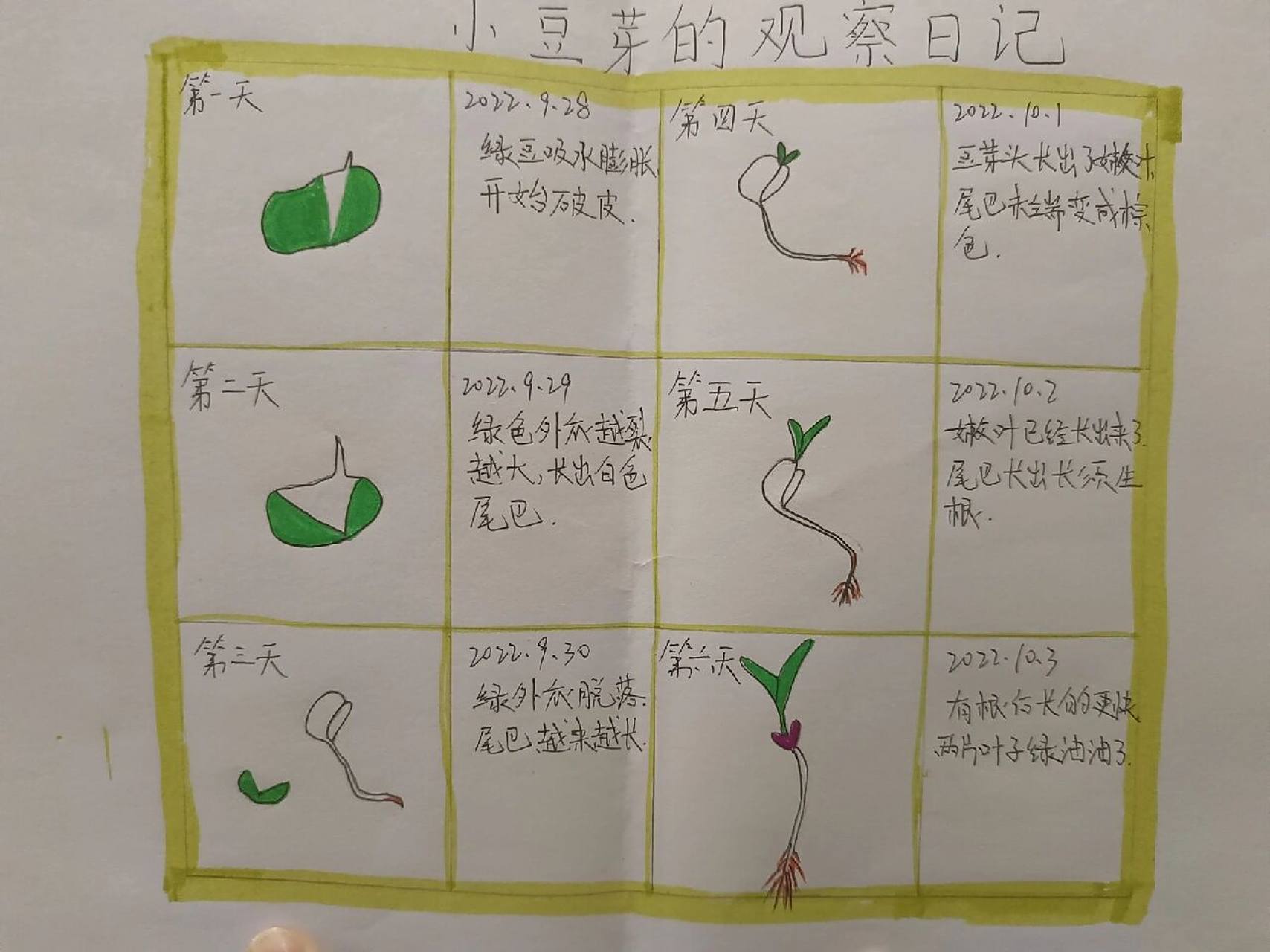 小学科学 小学科学观察日记,大蒜苗和小豆芽