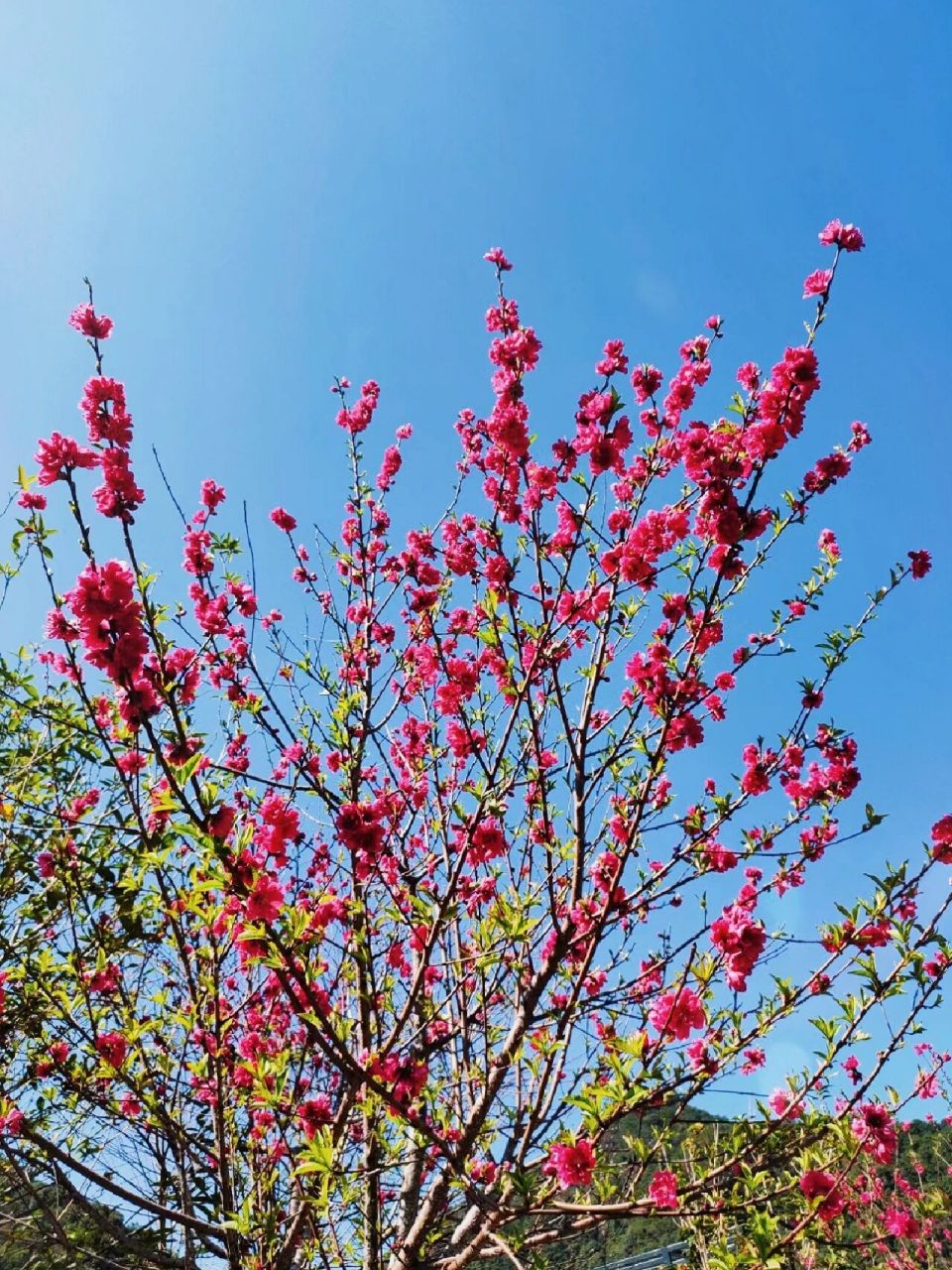 招桃花的桃花谷94桃花盛开的时间来了 永春北溪的桃花谷,一年一度